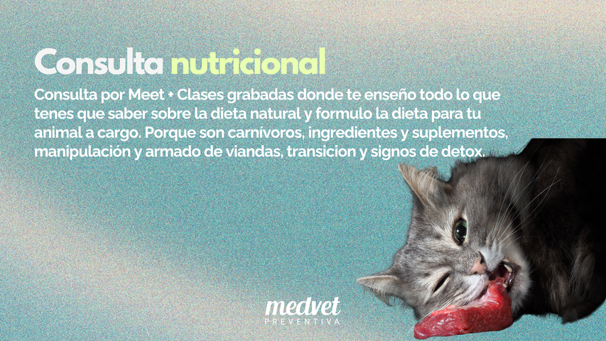 Consulta nutricional para perros y gatos 