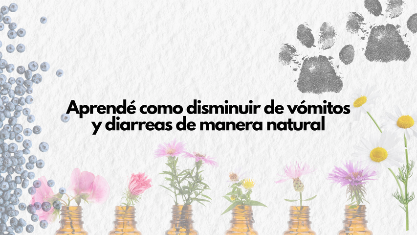Manejo de vomitos y diarreas en perros y gatos 
