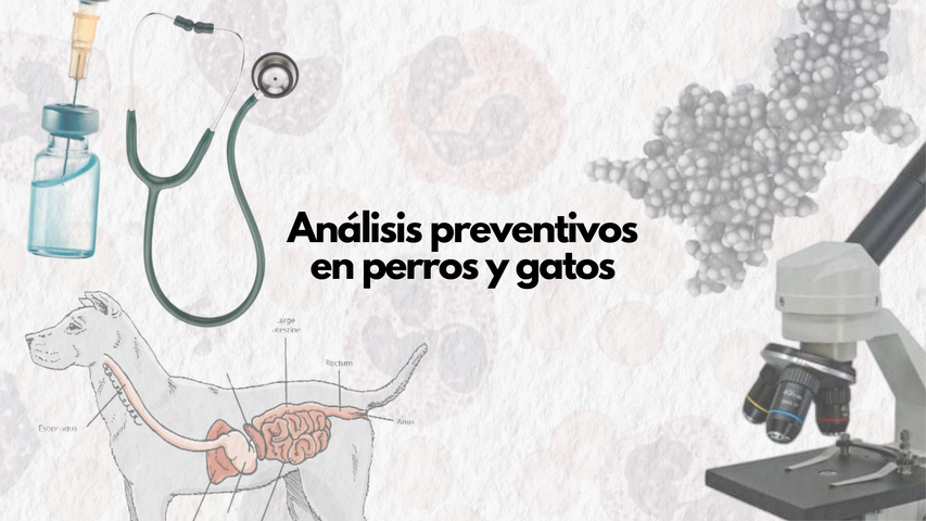 Análisis preventivos en perros y gatos 