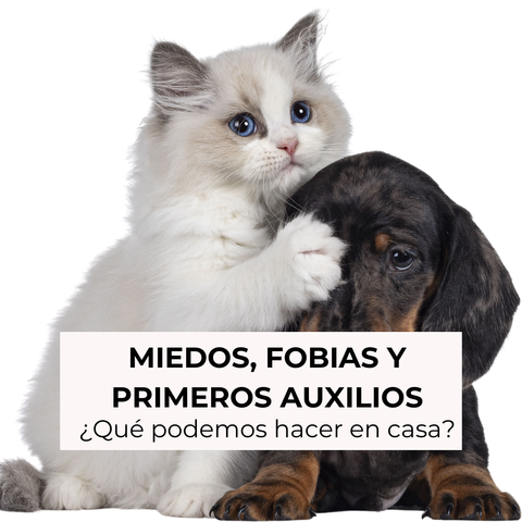 Masterclass de miedos, fobias y primeros auxilios en perros y gatos