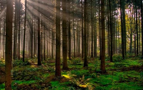 ¿Qué son los baños de bosques?