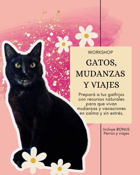 GATOS, MUDANZAS Y VIAJES