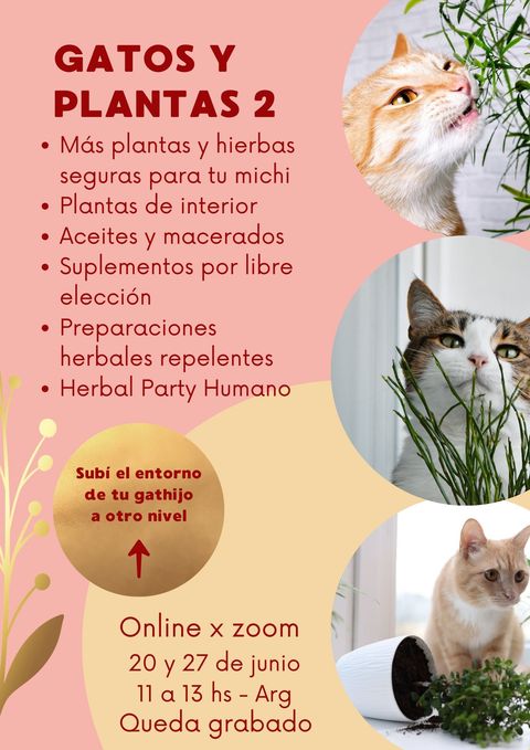 GATOS Y PLANTAS 2