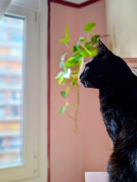 Combo Felino (