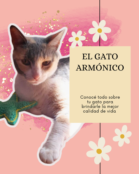 EL GATO ARMÓNICO