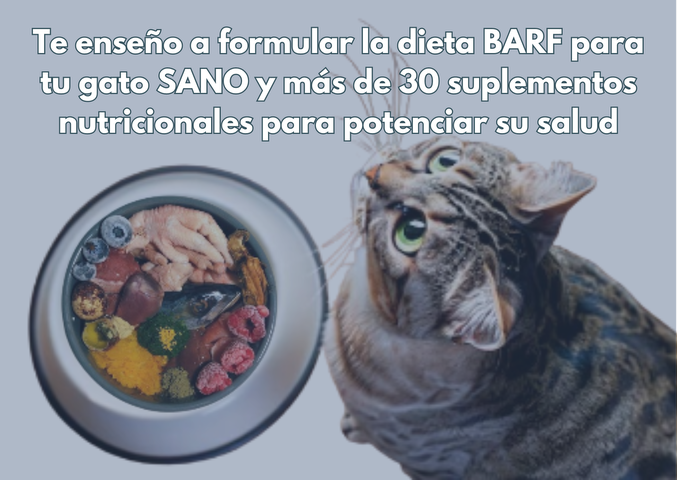Dieta BARF + suplementos para GATOS sanos