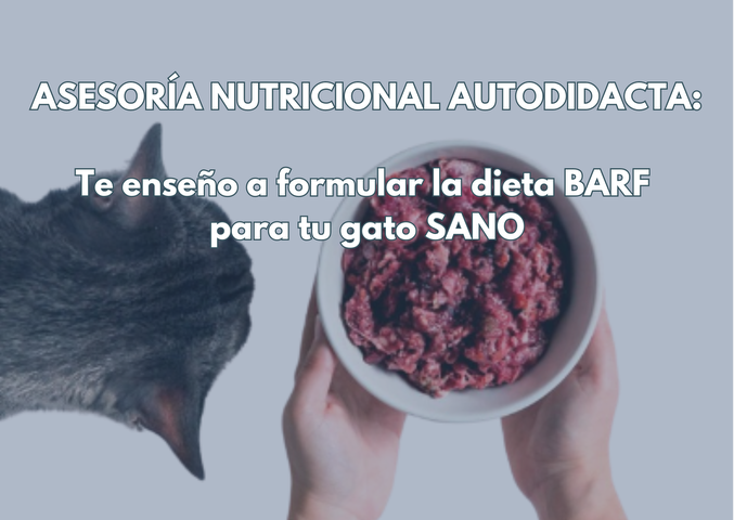 Dieta BARF para gatos sanos
