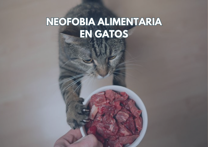 MASTERCLASS: Neofobia alimentaria en gatos