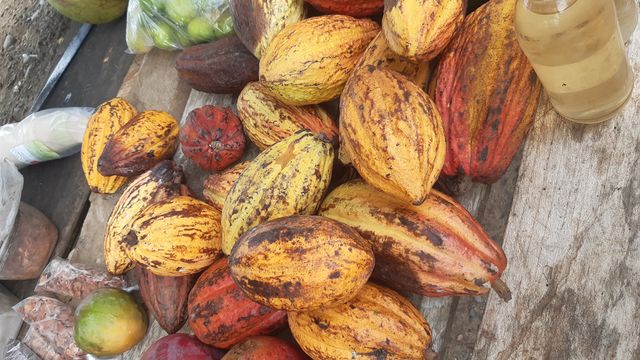  La Medicina del Cacao