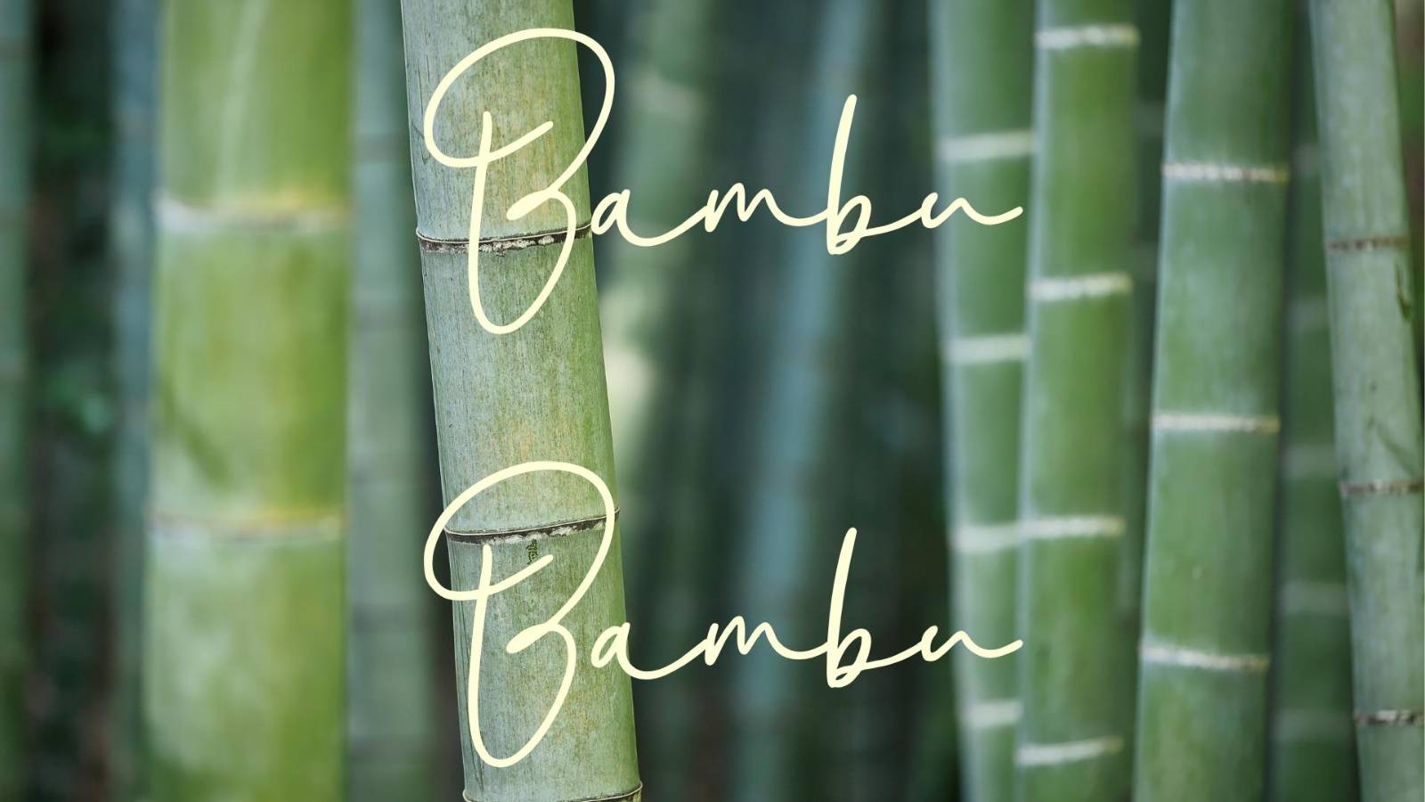 ropa interior de bambú
