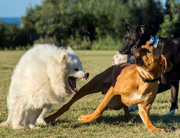 Agresion canina 