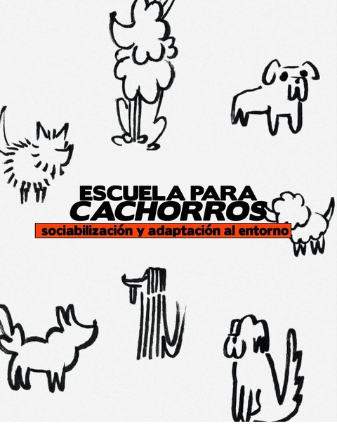 Escuela para cachorros