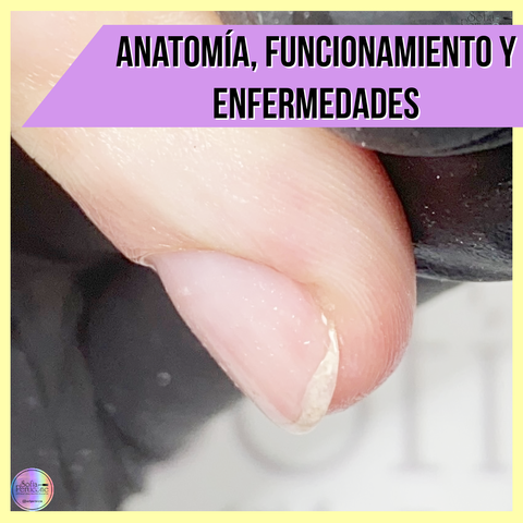Anatomia, Enfermedades y Funcionamiento de la uña natural + Manicura Universal