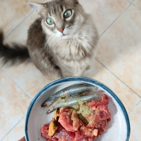 Alimentación Fisiológica en Gatos