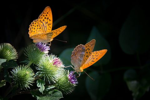 DE LO INDIVIDUAL AL CAMPO EN LA RELACIÓN PACIENTE-TERAPEUTA