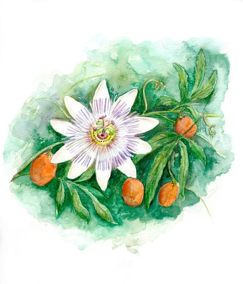 Print Colección Botánica Nativa - Mburucuyá