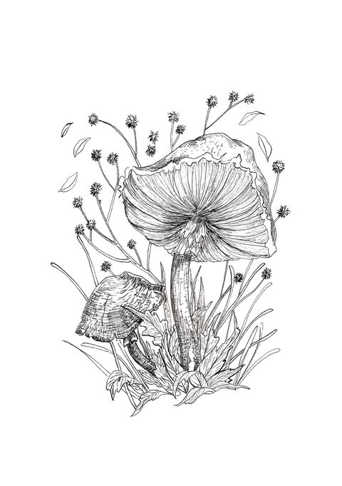 Print. Colección Naturaleza en tinta VII. Hongos.