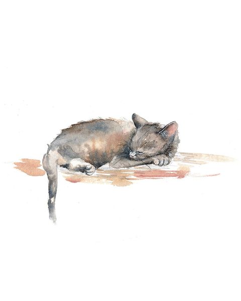 Acuarela Original (estudio) Gato aguado