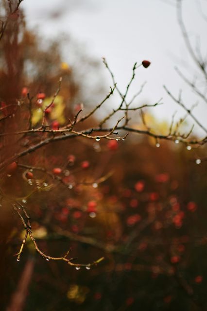 El Otoño y la Tristeza💔