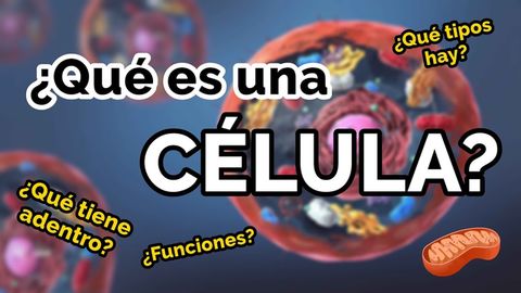 TODO sobre las células
