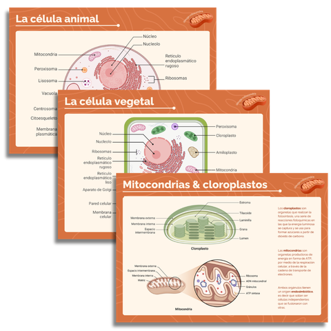 Pack posters: Celula animal + célula vegetal + cloroplastos y mitocondrias