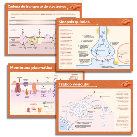Pack posters: Membrana + vesículas + sinapsis + cadena de electrones