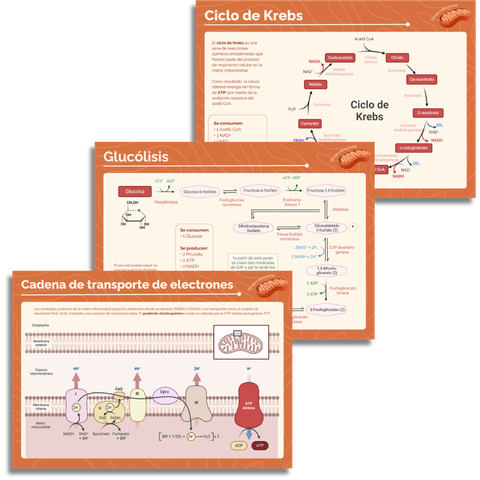 Pack posters: Glucólisis + Krebs + Cadena de transporte de electrones