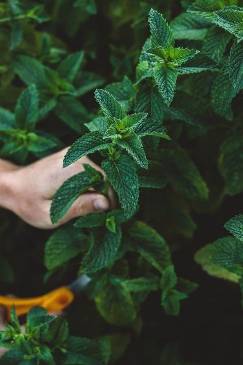 HABITAR LAS PLANTAS - Rueda de Medicinas