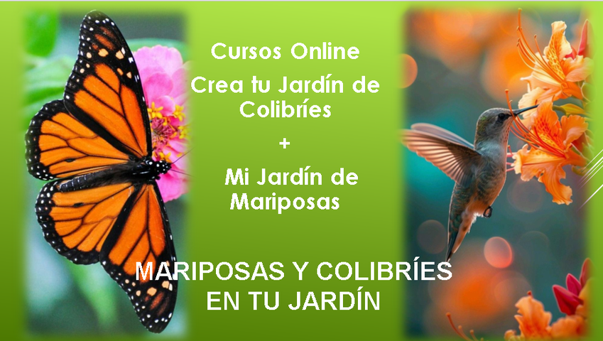 Mariposas y Colibríes en el Jardín