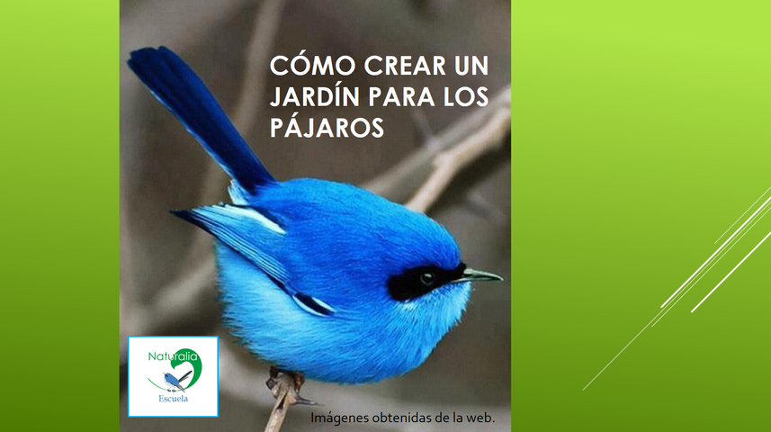 Cómo crear un Jardín para los Pájaros