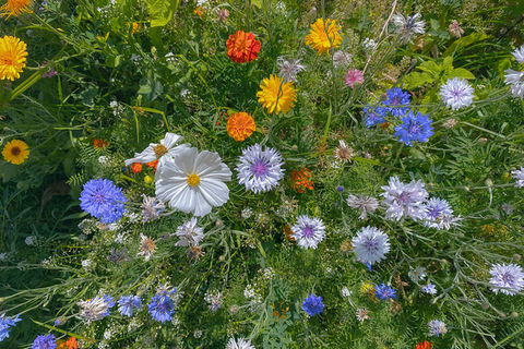 DETOX DE PRIMAVERA - Hierbas para ayudar a limpiar el cuerpo.