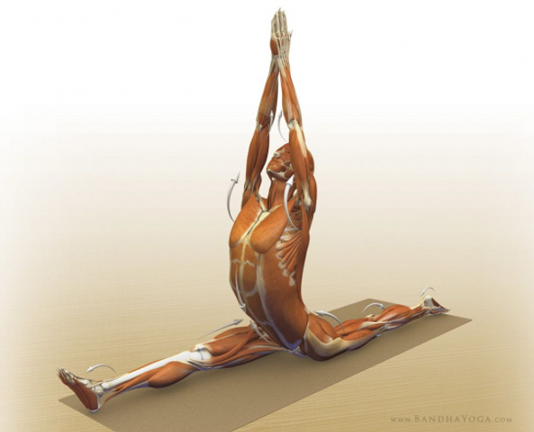 Biomecánica Diplomado Yoga UPEL 2026