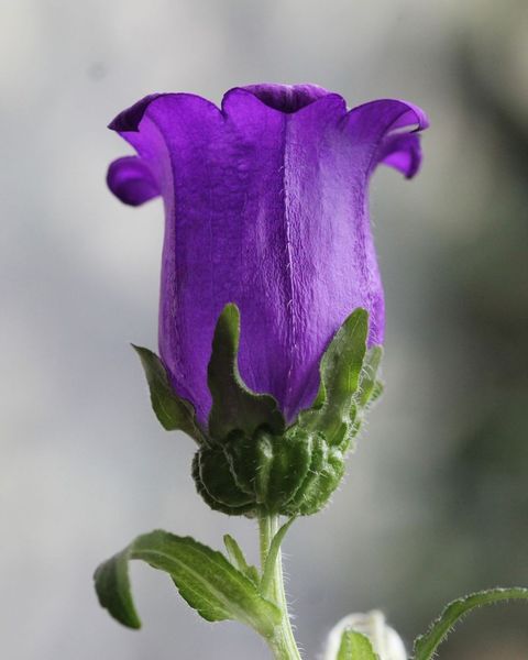 Plantilla para practicar flores mágicas