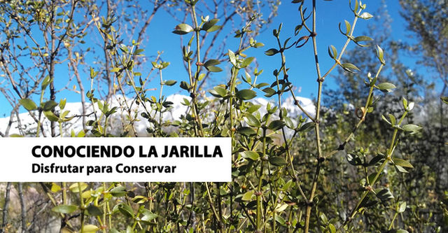 Jarilla, un arbusto con muchas propiedades