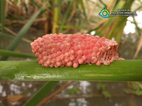 ¡El Misterio de los Huevos Rosados!