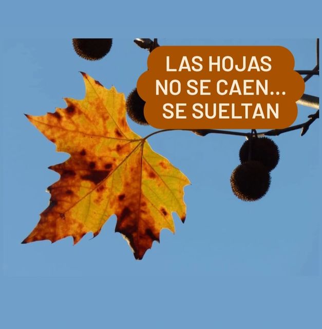 Las hojas no se caen, se sueltan