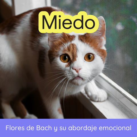 Seminario: Flores de Bach y Miedos en Animales