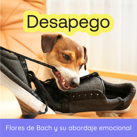 Seminario - Flores de Bach y Desapego en Animales