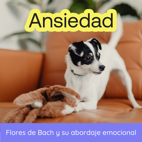 Seminario - Flores de Bach y Ansiedad en Animales