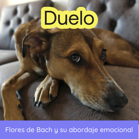 Seminario - Flores de Bach y Duelos en Animales