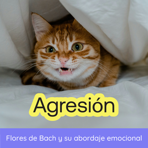 Seminario: Flores de Bach y Agresión en Animales