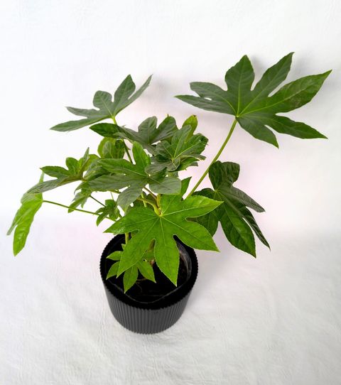 Aralia Siboldi con maceta Milán 