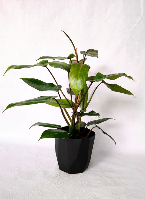 Planta Sanguínea con Maceta Facetada 