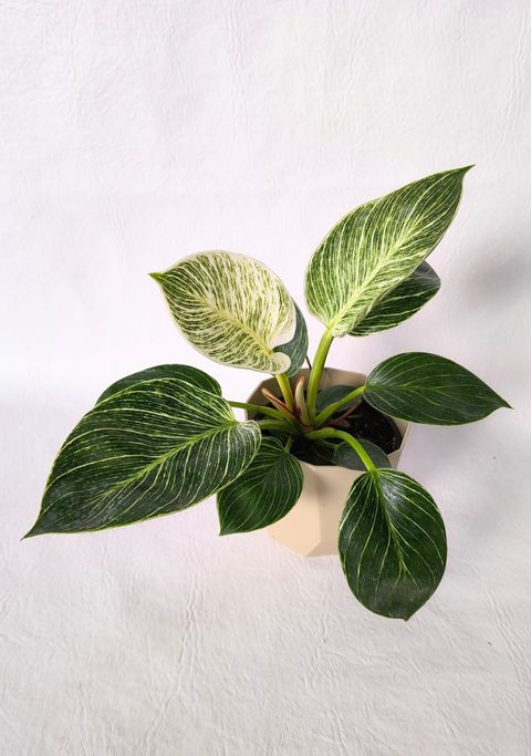 Philodendron Birkin con maceta facetada
