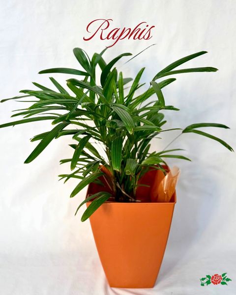 Raphis con Maceta 
