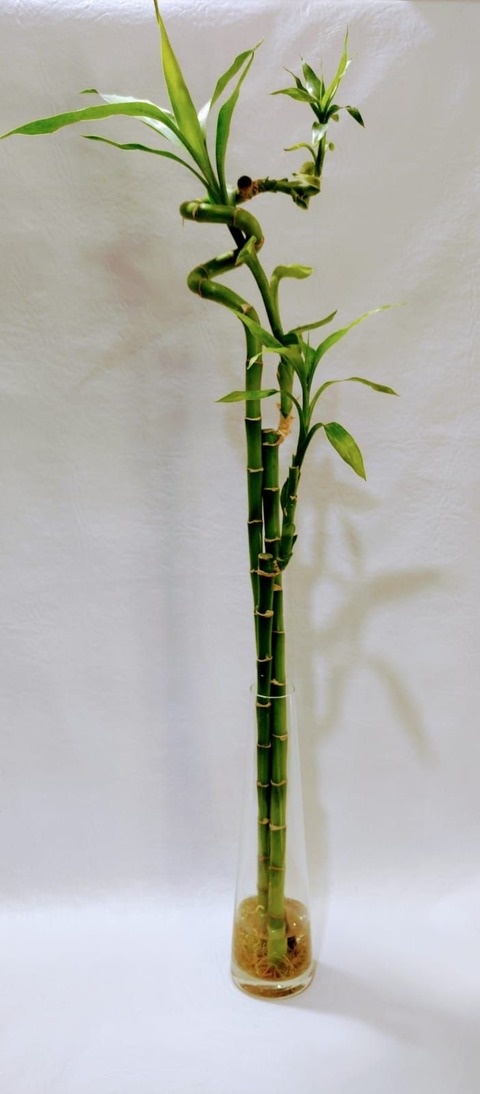 Florero con 3 Bambú