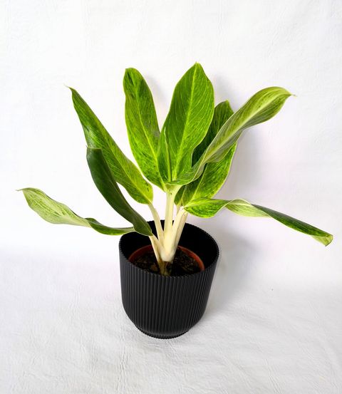 Planta Aglonema  con maceta Milán 