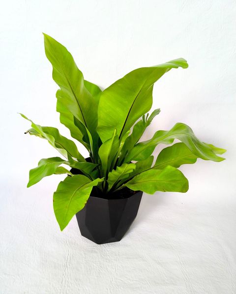 Asplenium con maceta premium