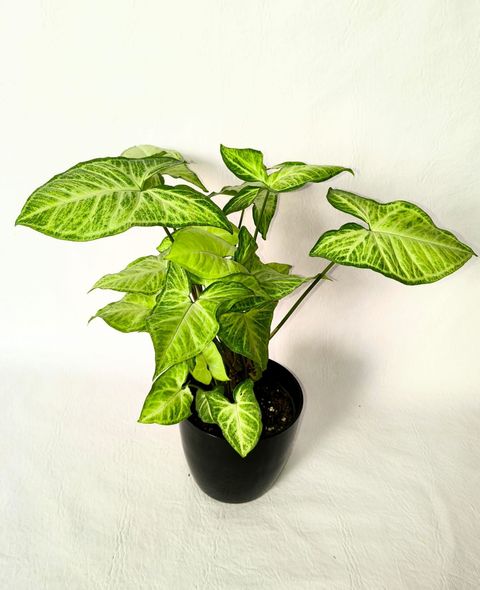 Syngonium con maceta Premium