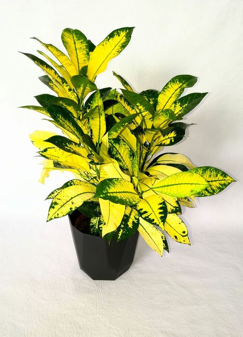 Planta Crotón Monalisa amarilla
